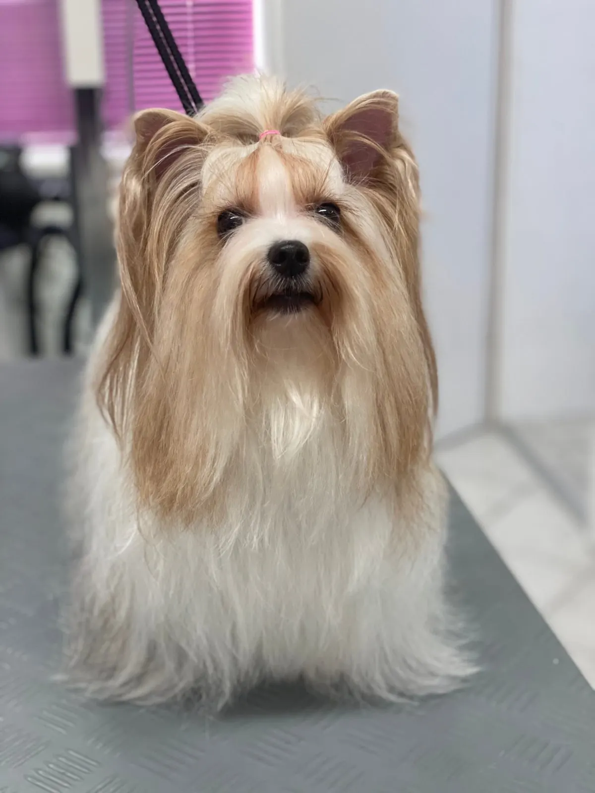 Hund vor der Pflege