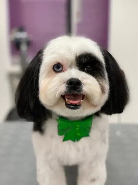 Ein fröhlicher Hund mit einem grünen Halstuch und unterschiedlich gefärbten Augen.