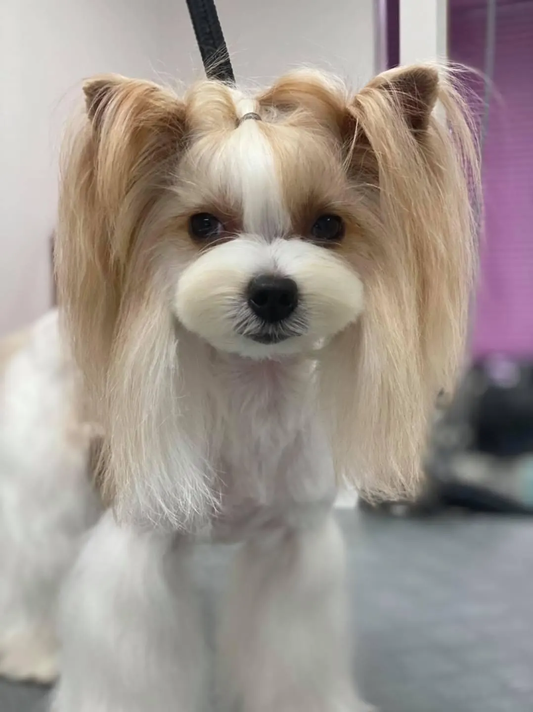 Hund nach der Pflege