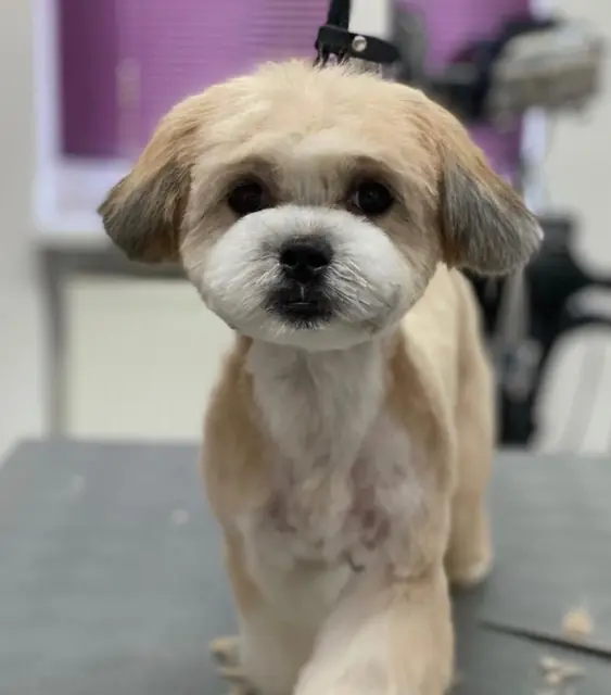 Ein kleiner, frischer Hund mit hellbeigem Fell und neugierigem Gesichtsausdruck.