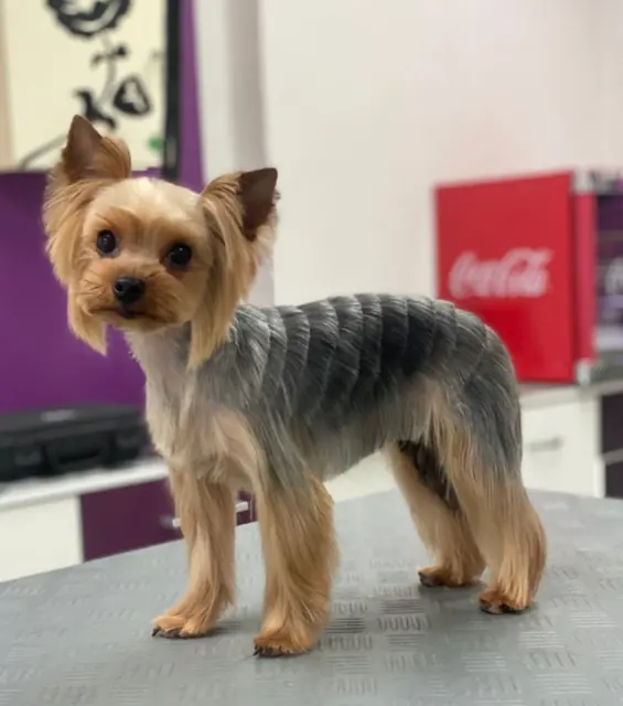 Yorkshire Terrier steht auf einem Tisch, mit glänzendem, gestutztem Fell.