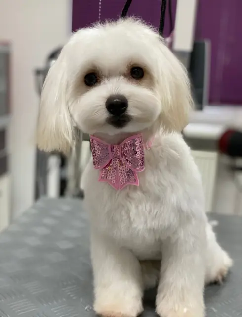 Kleiner, weißer Hund mit einer rosa Schleife im Fell, sitzt auf einem Tisch.