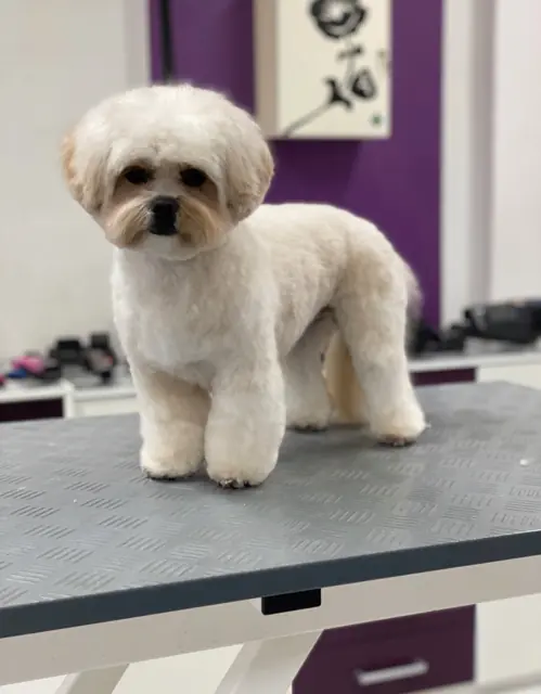Ein flauschiger, weißer Hund steht auf einem Tisch in einem modernen Raum.