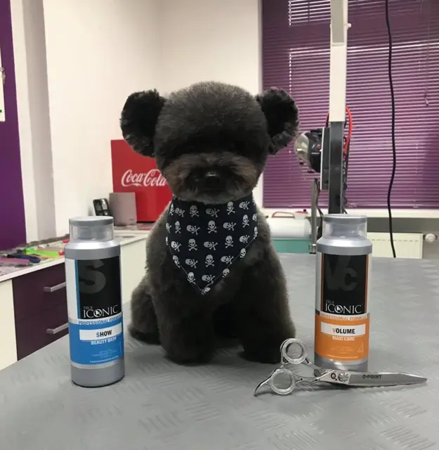 Ein niedlicher Hund mit einem Halstuch sitzt zwischen zwei Spraydosen und einer Schere.