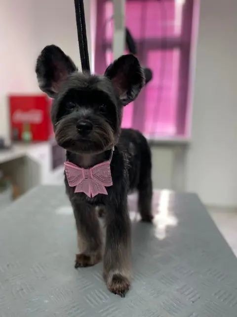 Schwarzer Hund mit pinkem Halstuch steht auf einem Tisch in einem Friseursalon.