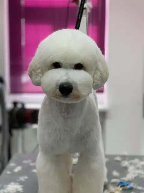 Ein frisiertes, weißes Hundebestie mit runder Schnauze und flauschigem Fell.
