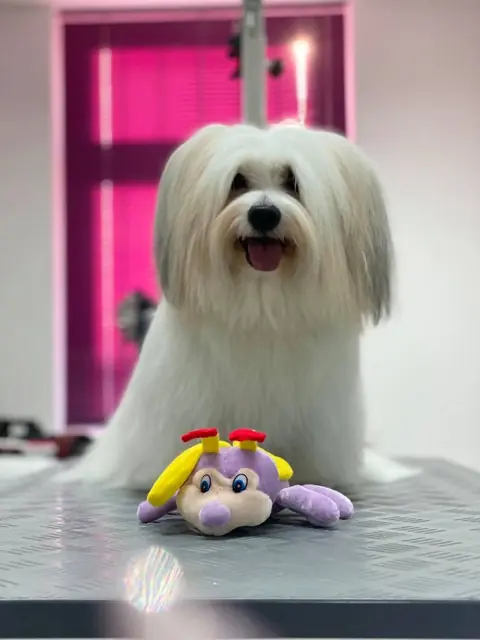 Ein weißer Hund sitzt vor einem plüschigen Spielzeug auf einem Tisch.