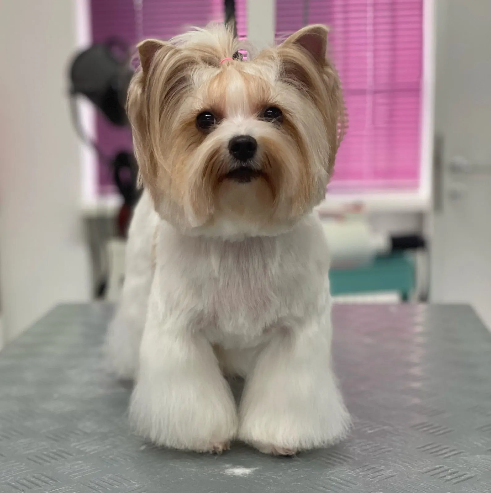 Hund nach der Pflege