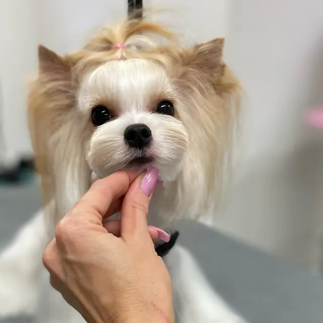 Ein kleiner, frisérier Hund mit blondem Fell wird sanft am Kiefer gehalten.