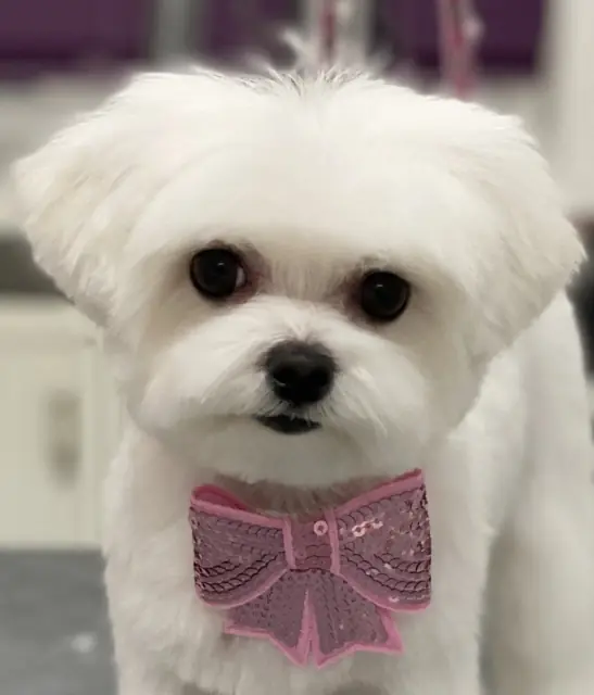 Ein weißer kleiner Hund mit einem pinken Schleifen-Halsband.