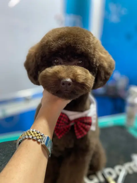 Brauner Hund mit einem roten Fliege, wird sanft von einer Hand gehalten.