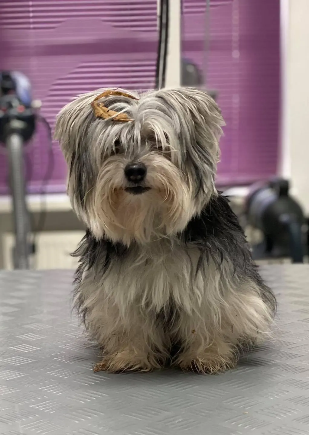 Hund vor der Pflege